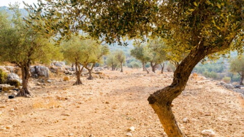 Olive groves in the valley just outside Ramallah, Palestine at sunset.