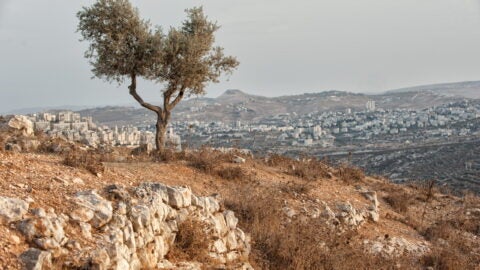 Photo of solitary olive tree among low stone walls at the top of a hill in Palestine. Low mountain slopes with concrete high rises visible in the background.