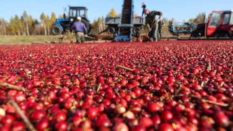 Cranberries floating on the water against the background of working farmers. Photo: Andrew Will / Shutterstock