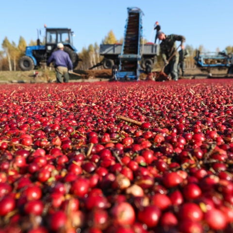 Cranberries floating on the water against the background of working farmers. Photo: Andrew Will / Shutterstock