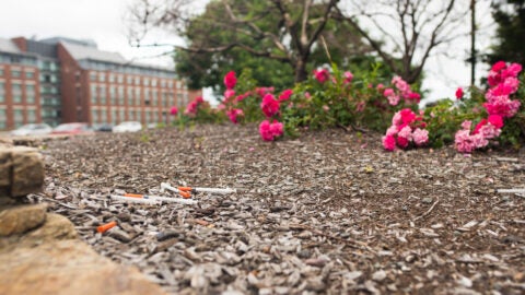 BOSTON, MA, July 1, 2017: Syringes spotted in the garden area at the entrance to Paul Revere Park in Boston. In 2016, there were around 2,000 opoid-related deaths in Massachusetts, according to DPH.